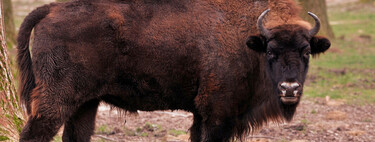 A reintrodução do lobo e do urso causou problemas intermináveis ​​na Espanha; agora é a vez do bisão europeu 