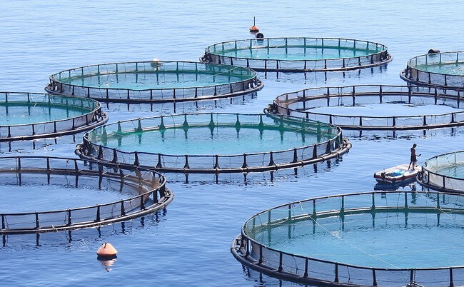 Fish Farm Hero