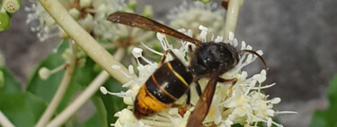 Este es el truco casero más efectivo para alejar a las avispas asiáticas de tu jardín: es rápido y natural