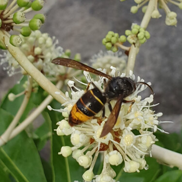 Este es el truco casero más efectivo para alejar a las avispas asiáticas de tu jardín: es rápido y natural