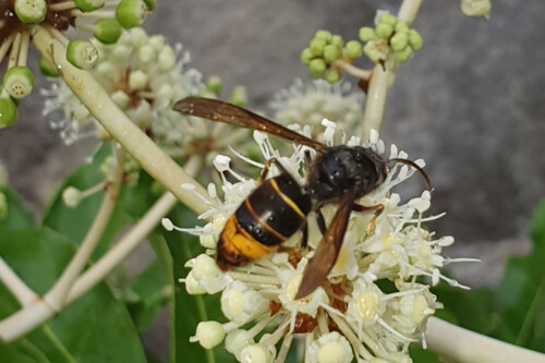 Velutina En Planta