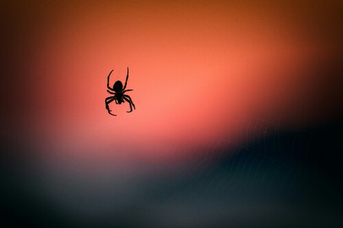 Spider