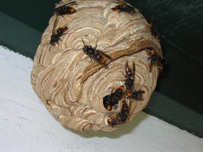 Vespa Velutina