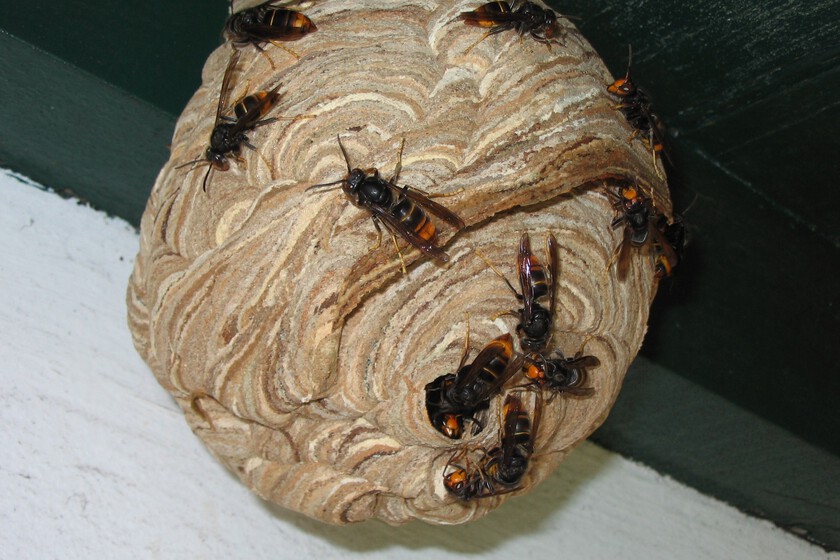 Vespa Velutina