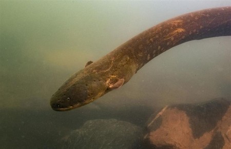 El récord de descarga eléctrica animal corresponde ahora a esta nueva especie de anguila recién identificada