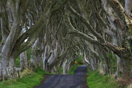 dark-hedges-62-590x393.jpg