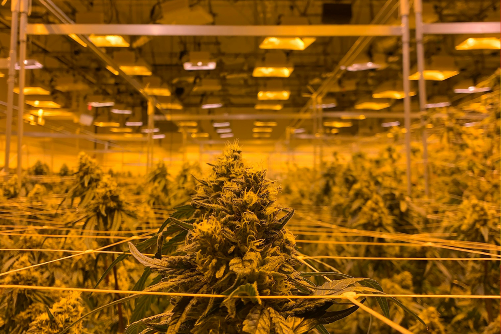 Hay tanta gente cultivando marihuana en sus casas que Endesa tiene un problema. Y va a solucionarlo con IA