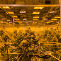 Hay tanta gente cultivando marihuana en sus casas que Endesa tiene un problema. Y va a solucionarlo con IA