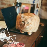 Veterinários concordam em uma coisa: gatos não se deitam em cima de notebooks apenas para se aquecerem, mas também por um outro motivo