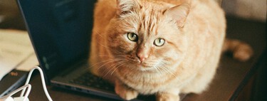 Veterinários concordam em uma coisa: gatos não se deitam em cima de notebooks apenas para se aquecerem, mas também por um outro motivo