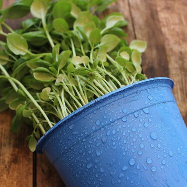 Cuáles son los cuidados de las plantas en épocas de lluvia y humedad
