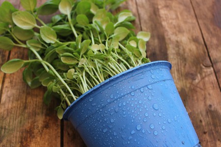 Cuáles son los cuidados de las plantas en épocas de lluvia y humedad