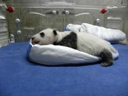 Vamos a poder ver en streaming las imágenes del Panda del Zoo Aquarium de Madrid