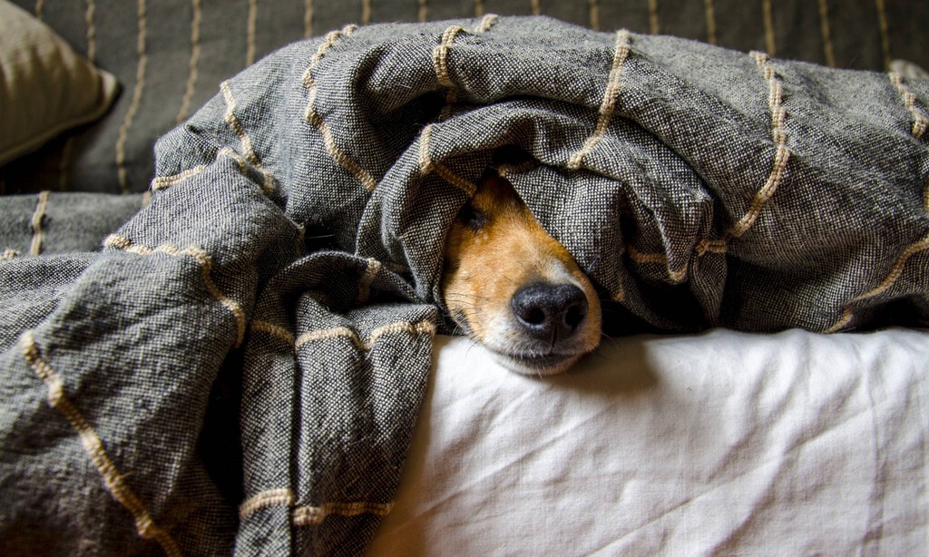 Ahora puedo tranquilizar a mi perro cuando se asusta con los petardos navideños, incluso si no estoy en casa, con este gadget 
