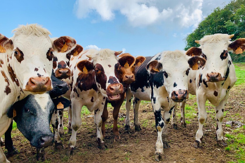Nueva Zelanda ha tenido una idea peculiar para reducir sus emisiones: un impuesto a los eructos de las vacas thumbnail