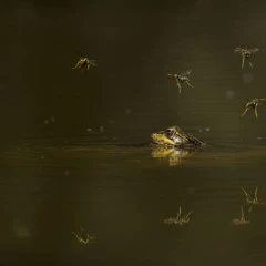 Foto 5 de 10 de la galería otros-animales en Xataka Foto