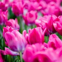 Si quieres disfrutar de preciosas flores en invierno es momento de plantar estos cuatro bulbos 