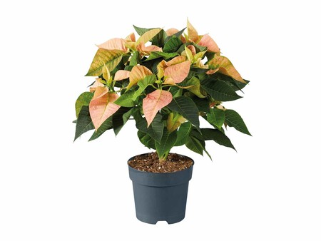 Princettia Grande Lidl