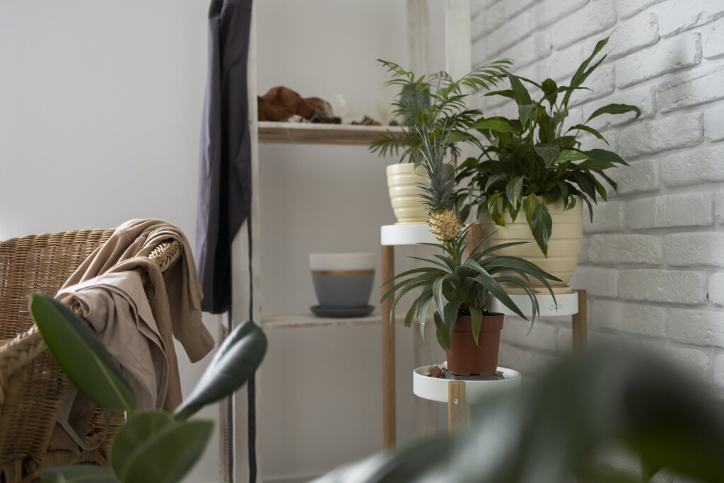 Acaba de llegar a Aldi la planta con flor que dará color a tu casa o a la terraza por menos de 2 euros 