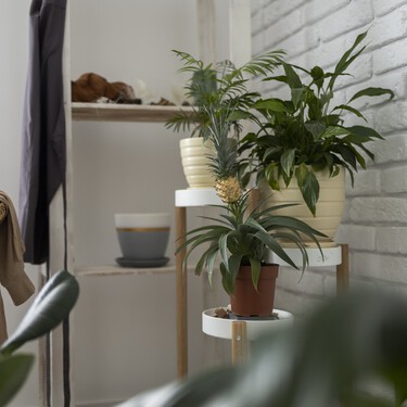 Aldi lanza por tiempo limitado la planta con flor que dará color a tu casa o a la terraza por menos de 2 euros