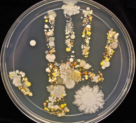 Bacteria Petri Dish Microbe 8 Year Old Boy Hand Print Tasha Sturm 1