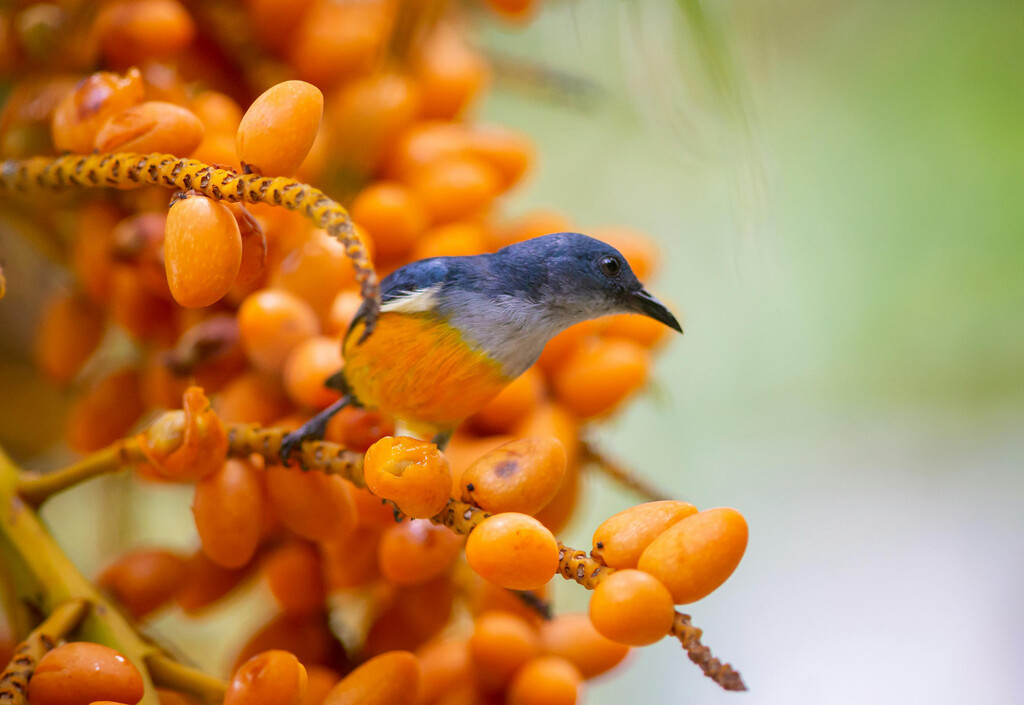 Cómo alejar los pájaros de los árboles frutales sin gastar ni un solo euro