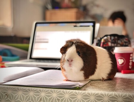 cobaya-portatil