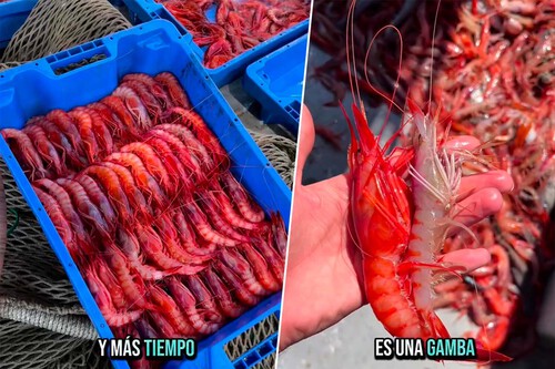Color Gamba Roja Calidad