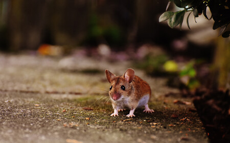 Raton 02