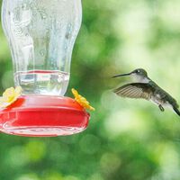 Los bebederos están modificando la anatomía y los hábitos de los colibríes, y no es una buena noticia
