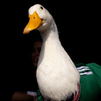 Si creías que registrar al pato Merlín ante el IMPI era absurdo, una persona se le intentó adelantar a la familia