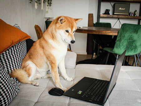 Japones Perro