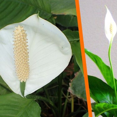 Descubre el truco de expertos jardineros para que tu Cuna de Moisés florezca hermosa en primavera