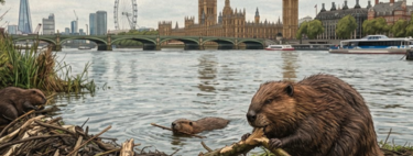 Desde los años 70, cada vez que llueve fuerte el oeste de Londres se inunda sin que nadie pudiera hacer nada. Hasta que, en 2023, aparecieron los castores 
