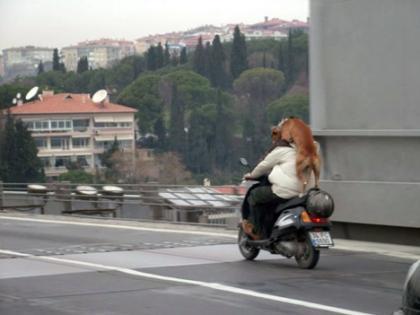 perro en moto