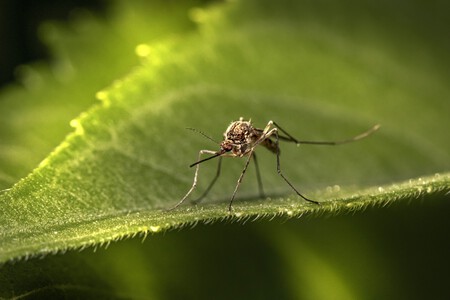 mosquitos