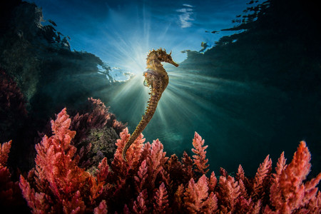 Estas son algunas de las mejores fotografías de naturaleza de 2018 según el concurso internacional MontPhoto