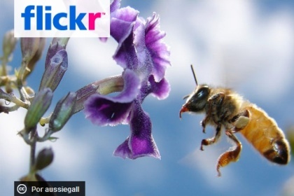 Recopilación de utilidades para Flickr