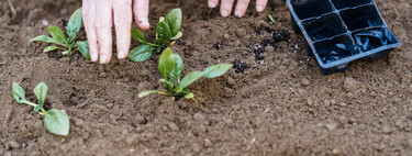 Diez frutas y verduras perfectas para cultivar en tu jardín de otoño y llenar la despensa 
