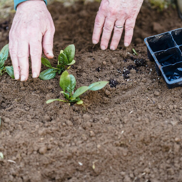 Diez frutas y verduras perfectas para cultivar en tu jardín de otoño y llenar la despensa 
