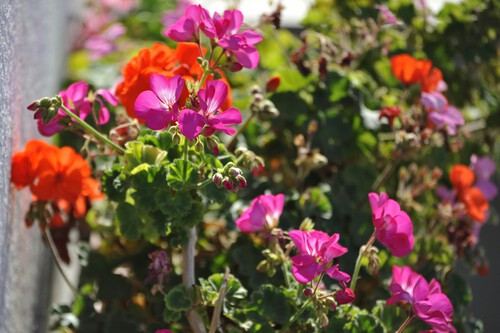 Plantas antimosquitos Lidl