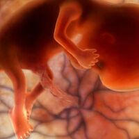 Semana 11 de embarazo: tu bebé mide unos cinco centímetros