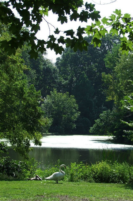 Verde5