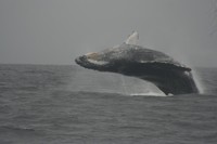 Avistamiento de ballenas en Ecuador 