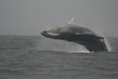 Avistamiento de ballenas en Ecuador