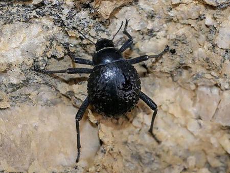 Copiando a la naturaleza, cómo conseguir agua en el desierto de la misma manera que un escarabajo