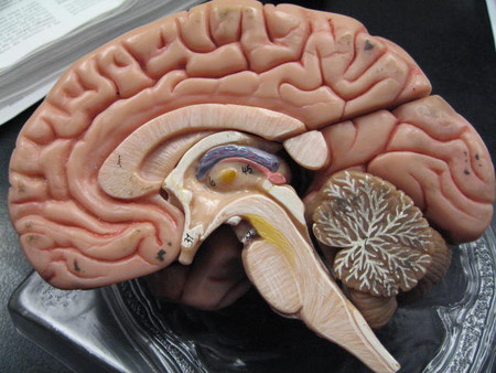 Ésta área de tu cerebro no madura hasta que cumples 36 años