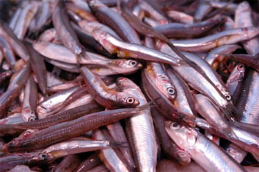 boquerones.jpg