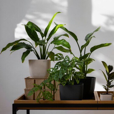 Estas 3 plantas de interior son perfectas si vives en una casa oscura: sobreviven con riegos espaciados