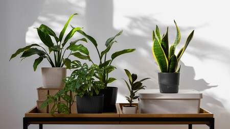 Estas 3 plantas de interior son perfectas si vives en una casa oscura: sobreviven con riegos espaciados